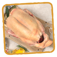 Le canard de la Belvindière