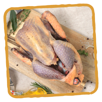 La pintade de la Belvindière